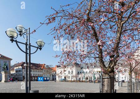 Allemagne, Rhénanie-Palatinat, Landau, lumière de rue et amande en fleurs devant la place de l'hôtel de ville Banque D'Images
