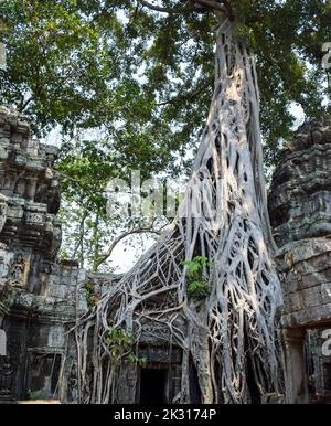 Racines d'arbres embrassant le bâtiment khmer. Ta Prohm était un temple bouddhiste dédié à la mère de Jayavarman VII et connu à l'origine sous le nom de Rajavihara Banque D'Images