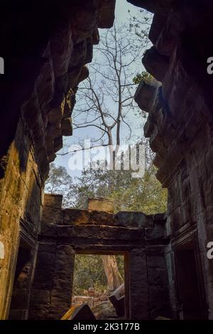 Racines d'arbres embrassant le bâtiment khmer. Ta Prohm était un temple bouddhiste dédié à la mère de Jayavarman VII et connu à l'origine sous le nom de Rajavihara Banque D'Images