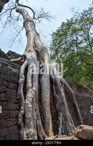 Le complexe du temple de Preah Khan situé à la limite nord du Parc archéologique d'Angkor est l'un des plus importants bâtiments érigés pendant Banque D'Images