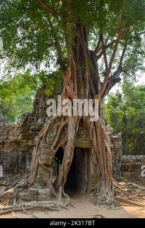 Racines d'arbres embrassant le bâtiment khmer. Ta Som Prasat Ta Saom, une partie du complexe du temple khmer d'Angkor, Cambodge Banque D'Images