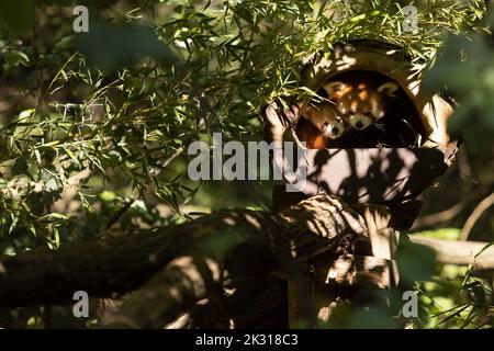 Ljubljana, Slovénie. 23rd septembre 2022. Red panda cub nommé Bambu et sa mère sont vus dans le zoo de Ljubljana, Slovénie, 23 septembre 2022. Un bébé panda rouge nommé Bambu, né en juin, est le premier panda rouge né au zoo. Credit: Zeljko Stevanic/Xinhua/Alay Live News Banque D'Images