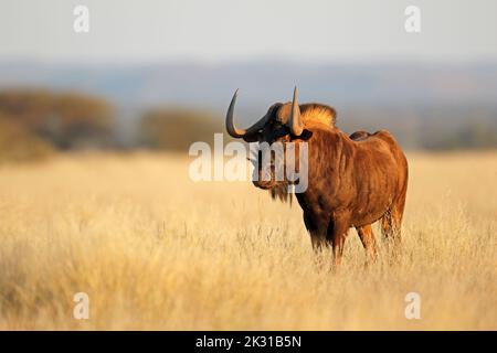 Un fanbeau noir d'alerte (Connochaetes gnou) dans les prairies ouvertes, parc national de Mokala, Afrique du Sud Banque D'Images