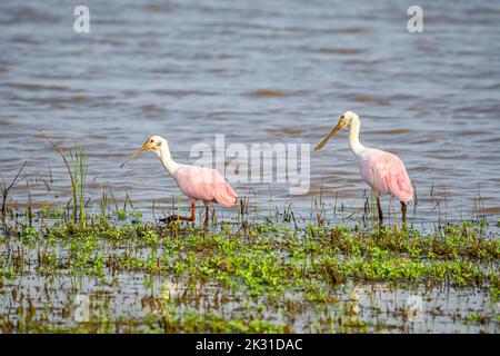 spoonbills à la recherche de nourriture près de la rive du lac Banque D'Images