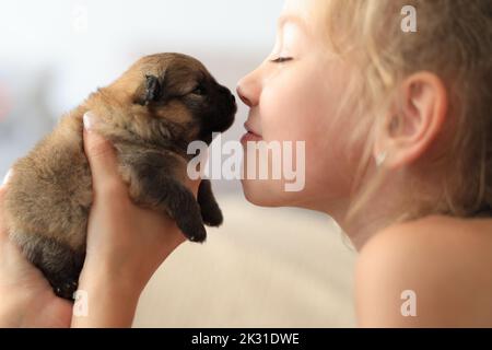 Adorable chiot pomeranian dans les mains du propriétaire. Portrait d'un petit chien Banque D'Images