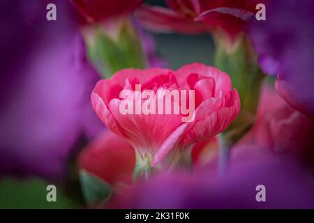 Carnation rose encadrée par des fleurs violettes Banque D'Images