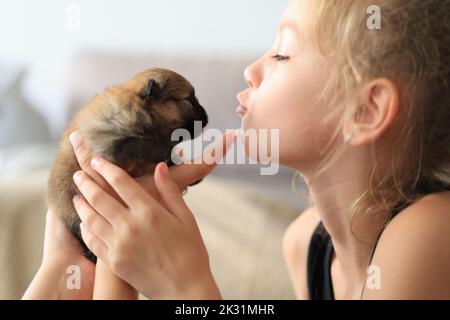 Adorable chiot pomeranian dans les mains du propriétaire. Portrait d'un petit chien Banque D'Images