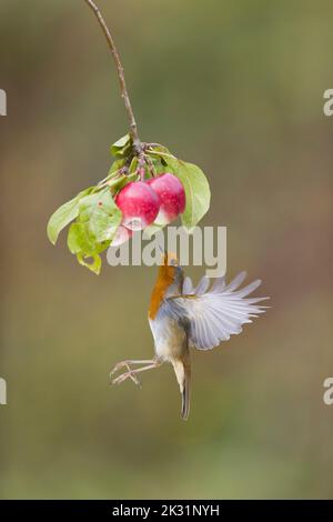 Robin européen erithacus rubecula, adulte volant, planant sous la branche de pomme à la recherche de la proie des invertébrés, Suffolk, Angleterre, septembre Banque D'Images