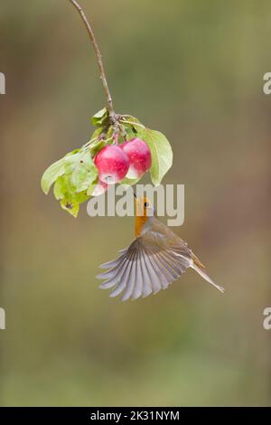 Robin européen erithacus rubecula, adulte volant, planant sous la branche de pomme à la recherche de la proie des invertébrés, Suffolk, Angleterre, septembre Banque D'Images