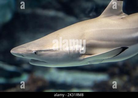 Requin de récif à pointe noire (Carcharhinus melanopterus) à l'aquarium de Géorgie dans le centre-ville d'Atlanta, en Géorgie. (ÉTATS-UNIS) Banque D'Images