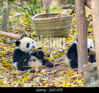 Deux petits pandas jouent sur le sol et mangent des pousses de bambou Banque D'Images