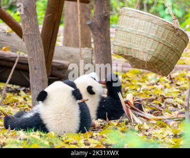 Deux petits pandas jouent sur le sol et mangent des pousses de bambou Banque D'Images