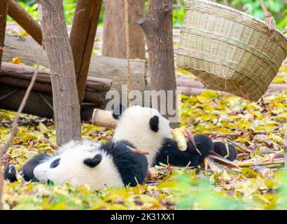 Deux petits pandas jouent sur le sol et mangent des pousses de bambou Banque D'Images