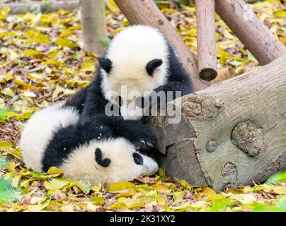 Deux petits pandas jouent sur le sol et mangent des pousses de bambou Banque D'Images