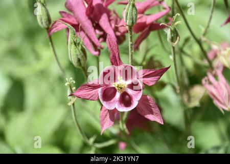 Fleur rose de columbine étonnante floraison dans un jardin de fin de printemps. Banque D'Images