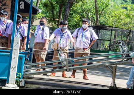 Chonburi Thaïlande 10th juin 2022 : les élèves regardent le défilé des pingouins dans le zoo ouvert de khao kheow. Beaucoup de pingouins africains (Spheniscus demersus) se déplacent. Banque D'Images