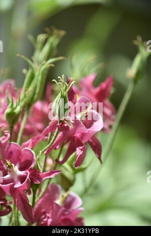 Floraison et floraison de plantes de columbine rose béatiful dans un jardin. Banque D'Images