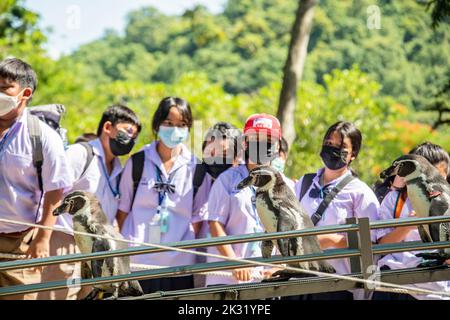 Chonburi Thaïlande 10th juin 2022 : les élèves regardent le défilé des pingouins dans le zoo ouvert de khao kheow. Beaucoup de pingouins africains (Spheniscus demersus) se déplacent. Banque D'Images