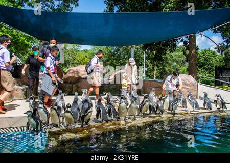 Chonburi Thaïlande 10th juin 2022: Le zoogardien nourrit le pingouin africain (Spheniscus demersus) dans le zoo ouvert de khao kheow. Banque D'Images