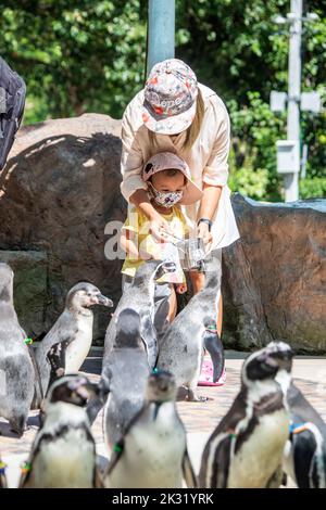 Chonburi Thaïlande 10th juin 2022: Le zoogardien nourrit le pingouin africain (Spheniscus demersus) dans le zoo ouvert de khao kheow. Banque D'Images