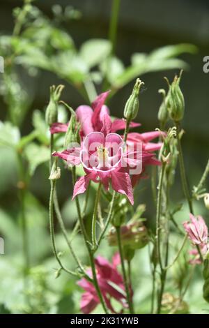 Une jolie fleur rose de columbine fleurit dans un jardin luxuriant du début de l'été. Banque D'Images