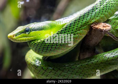 La couleuvre Ã queue rouge (Gonyosoma oxycephalum) est une espèce de couleuvre de la famille des Colubridae. L'espèce est endémique de l'Asie du Sud-est. Banque D'Images