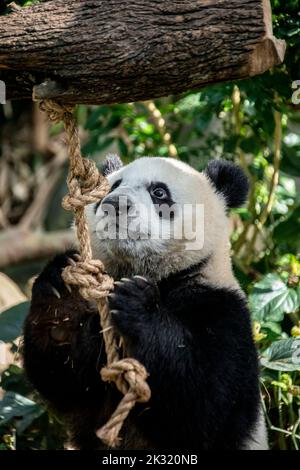 Le bébé géant panda 'Lele' (Ailuropoda melanoluca) joue à la corde dans River Safari Singapore. C'est une sorte d'activité d'enrichissement dans le zoo. Banque D'Images
