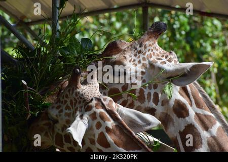 Girafe manger les feuilles Banque D'Images