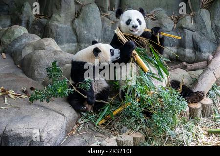 Le panda le panda géant 'Lele' et sa mère 'JiaJia' (Ailuropoda melanoluca) mangent du bambou dans le River Safari Singapore. Banque D'Images