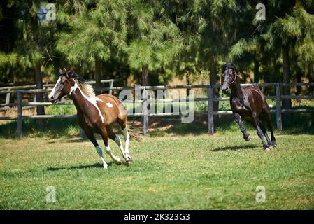 Amis sur le terrain. Deux chevaux cantering dans un champ sur un ranch. Banque D'Images