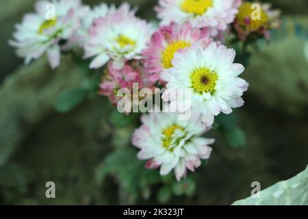 Chrysanthème. Fleurs d'automne. Belles fleurs de Chrysanthemum blanc, violet, rose d'automne. Carte postale, salutations. Fleurs de printemps de bannière de diffé Banque D'Images