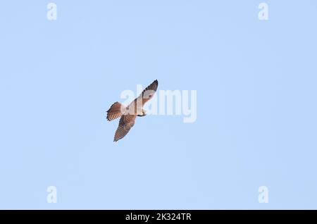 Kestrel, volant sous le ciel bleu Banque D'Images