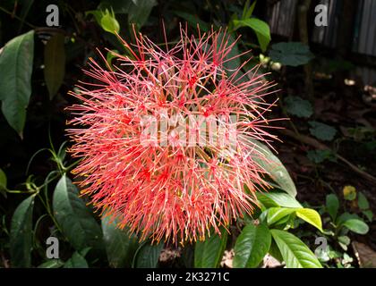 Lily de football, Lily de boule de feu se blooms en mai. Autres noms sang, balle ou Lily de feu, fleur de sang, Katherine-Wheel, oxtongue, racine de poison et poudreuse. Banque D'Images