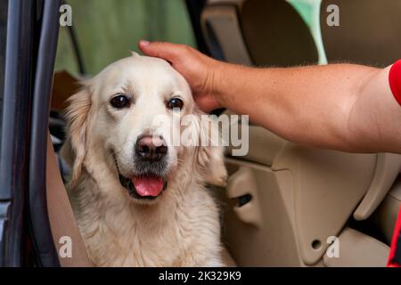 Portrait d'un chien secouru aux yeux tristes. Banque D'Images