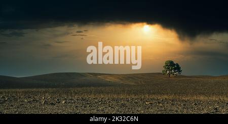 Paysage agricole désertique avec un pin solitaire dans un champ sec par la sécheresse en été Banque D'Images