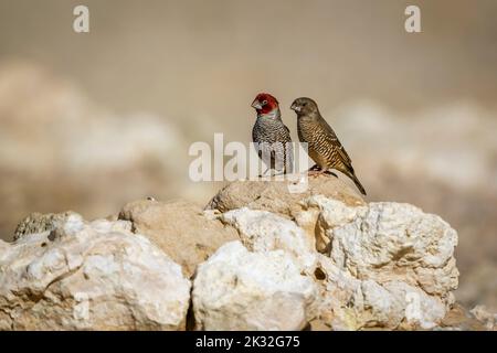 Couple Finch à tête rouge debout sur un rocher dans le parc transfrontier de Kgalagadi, Afrique du Sud dans le parc transfrontier de Kgalagadi, Afrique du Sud; specie Amadina Banque D'Images