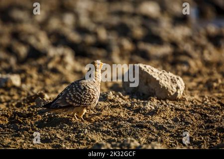 Namaqua sandgrouse mâle marchant sur terre sèche dans le parc transfrontier de Kgalagadi, Afrique du Sud; espèce Pterocles namaqua famille des Pteroclidae Banque D'Images