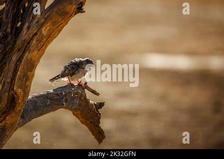 Gabar Goshawk secouant après le bain dans le parc transfrontier de Kgalagadi, Afrique du Sud; espèce famille des Accipitridae Micronisus gabar Banque D'Images