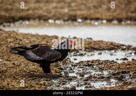 Aigle Bateleur boire au trou d'eau du parc transfrontier de Kgalagadi, Afrique du Sud ; famille des espèces Terathopius ecaudatus d'Accipitridae Banque D'Images