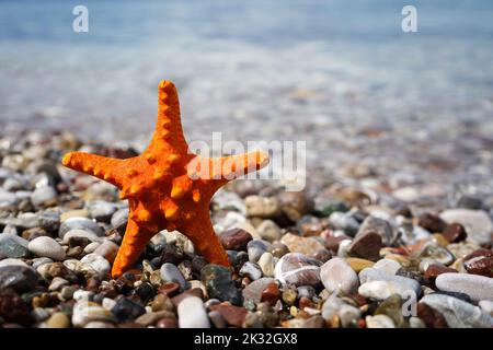étoiles de mer orange sur la plage Banque D'Images
