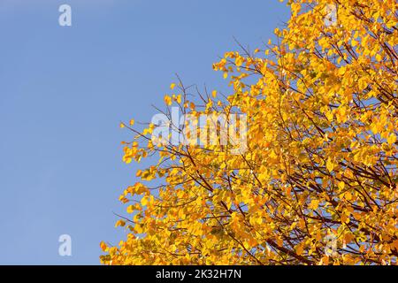 Vue panoramique sur les feuilles d'automne jaunes contre le ciel bleu Banque D'Images
