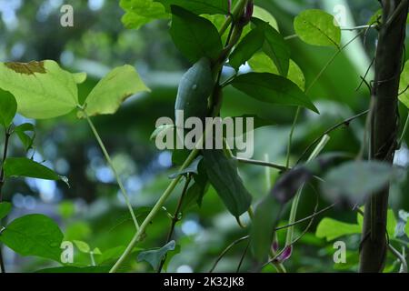 Vue de la tête d'une grande chenille verte avec une corne sur la queue similaire à la teigne du faucon Privet (Sphinx Ligustri) essayant de manger l'igname pourpre v Banque D'Images
