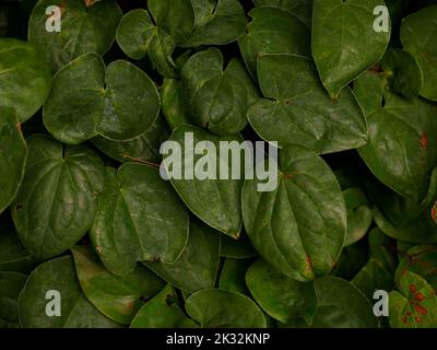 Gros plan sur les feuilles de la vivace à feuilles persistantes EPIMEdium x versicolor sulfureum ou Barrenmoort ou Bishop’s Mitre vu au Royaume-Uni à la fin de l’été. Banque D'Images