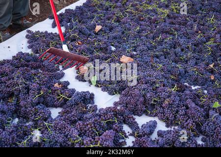 Le stade de séchage des raisins sultana sous le soleil avec les raisins secs posés sur le sol. Banque D'Images