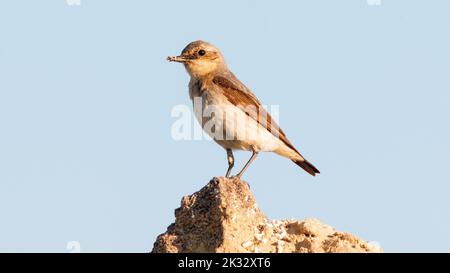 Un gros plan d'un oiseau de petit-lait Isabelline perché sur un rocher Banque D'Images