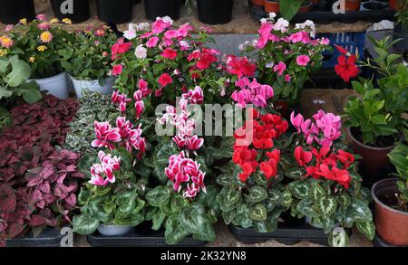 Personnes Shopping au marché du samedi Vouliagmeni Athènes Grèce Banque D'Images