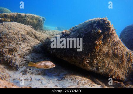 Le mérou doré (Epinephelus costae) est un poisson marin originaire de la mer Méditerranée et de l'océan Atlantique oriental. Banque D'Images