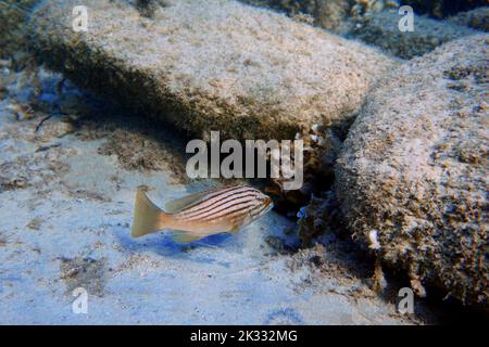 Le mérou doré (Epinephelus costae) est un poisson marin originaire de la mer Méditerranée et de l'océan Atlantique oriental. Banque D'Images