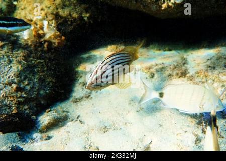 Le mérou doré (Epinephelus costae) est un poisson marin originaire de la mer Méditerranée et de l'océan Atlantique oriental. Banque D'Images