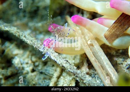 Crevettes d'anémone en verre méditerranéen - Periclilènes aegylios Banque D'Images